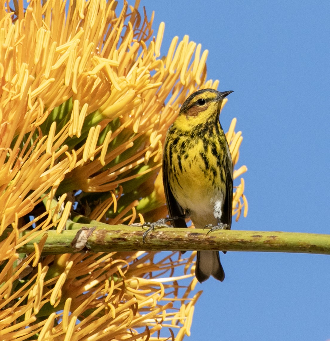 Cape May Warbler - ML543367511