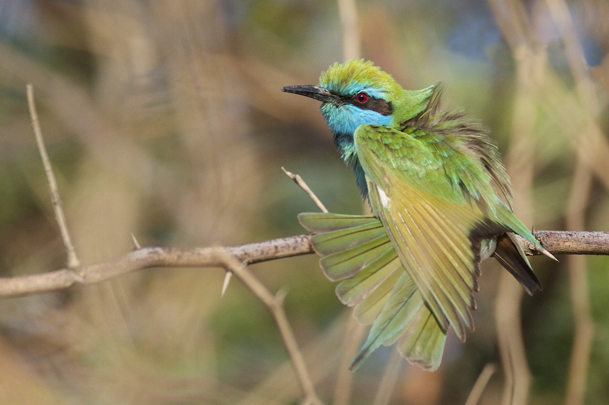 Arabian Green Bee-eater - ML54336771