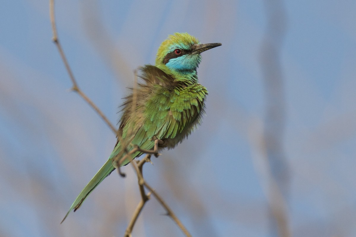 Arabian Green Bee-eater - ML54336781