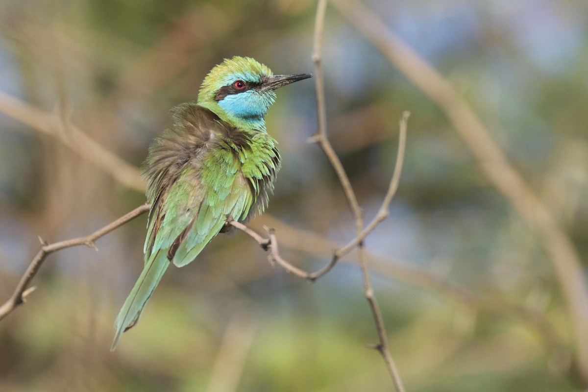 Arabian Green Bee-eater - ML54336791