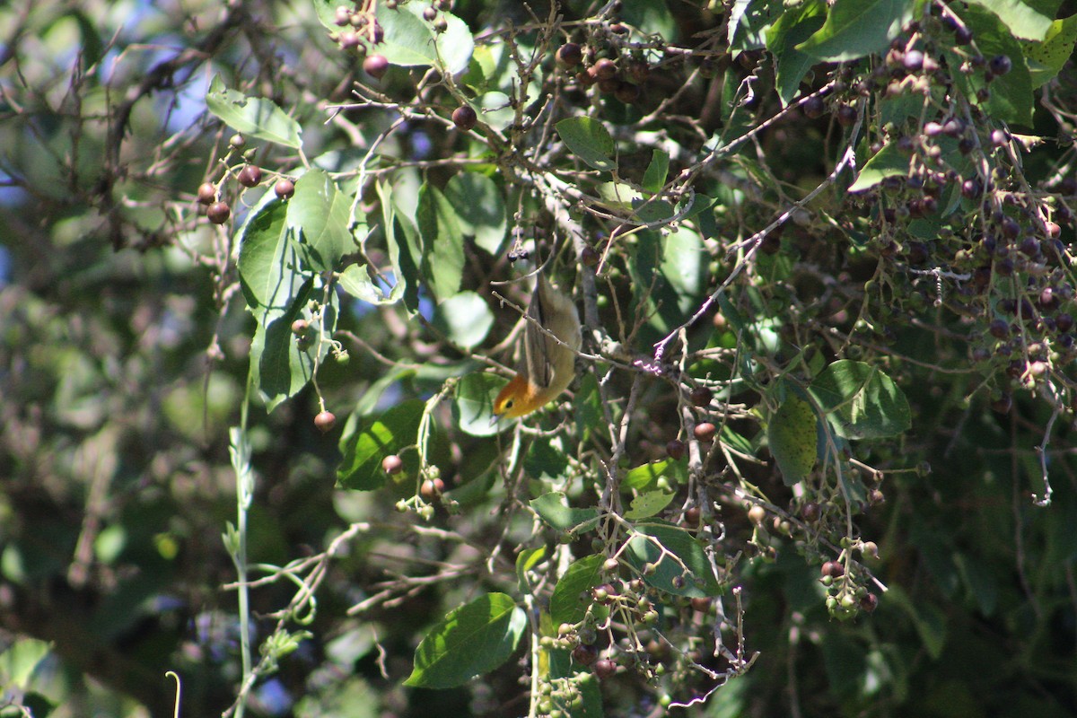 Orange-headed Tanager - Nilo Casco