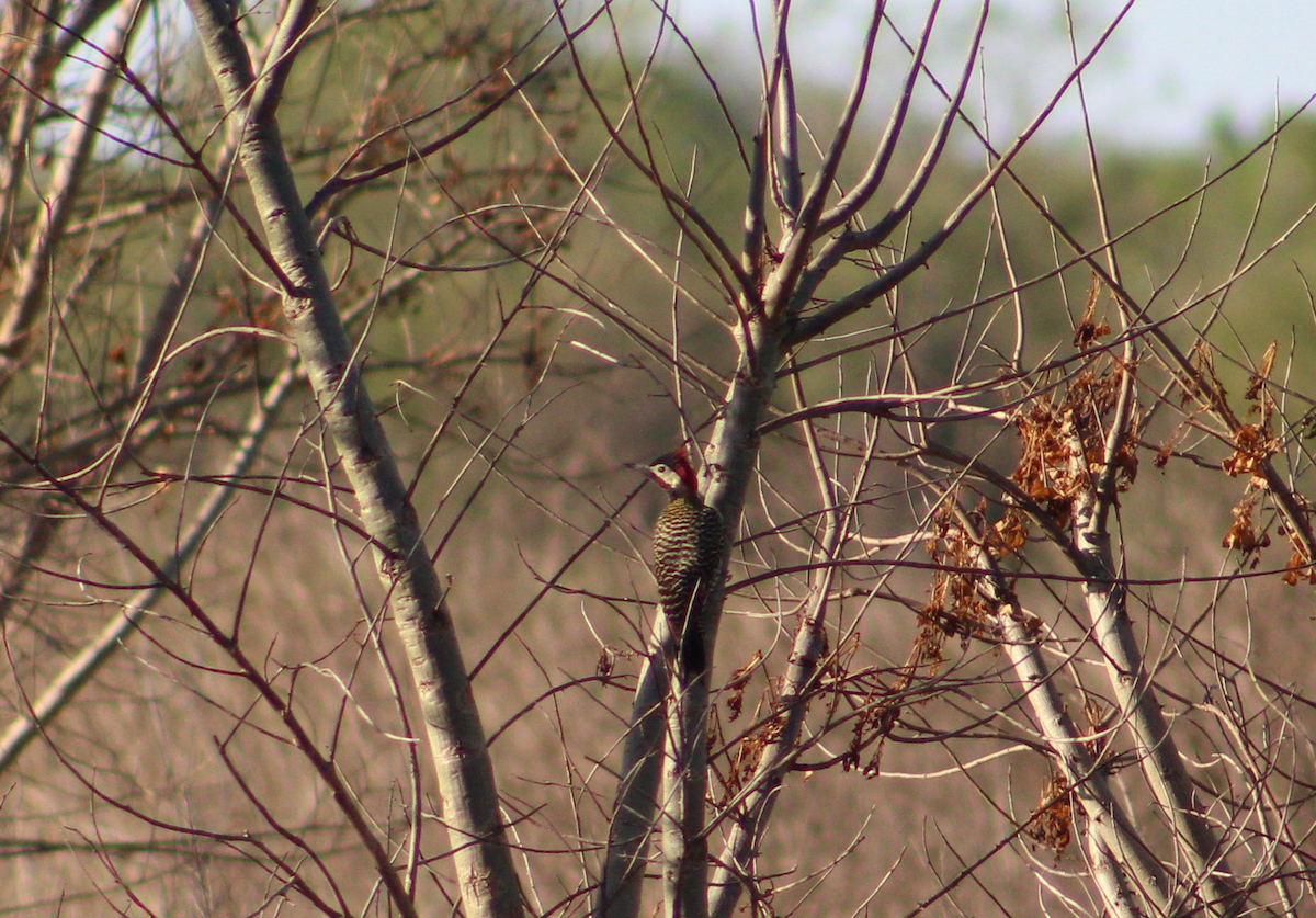Green-barred Woodpecker - Nilo Casco