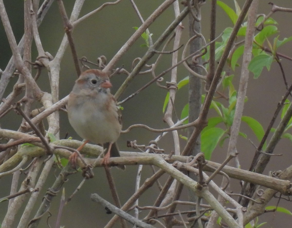 Field Sparrow - ML543373041