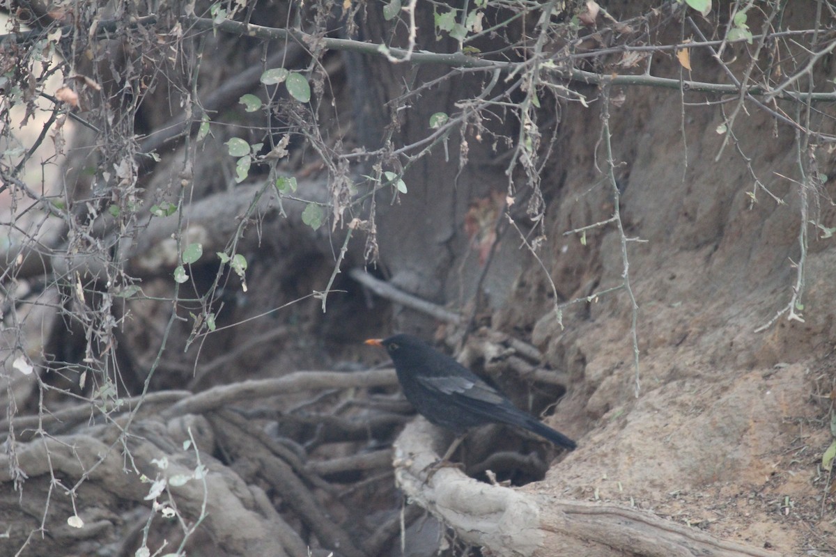 Gray-winged Blackbird - Lakhan kohli