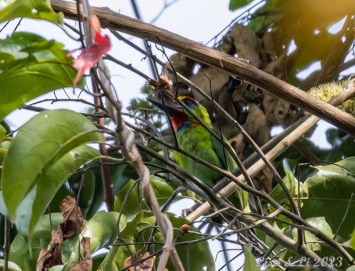 Red-throated Barbet - ML543384141