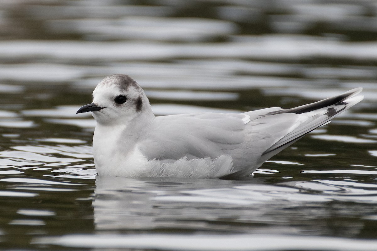 Little Gull - André Pinto