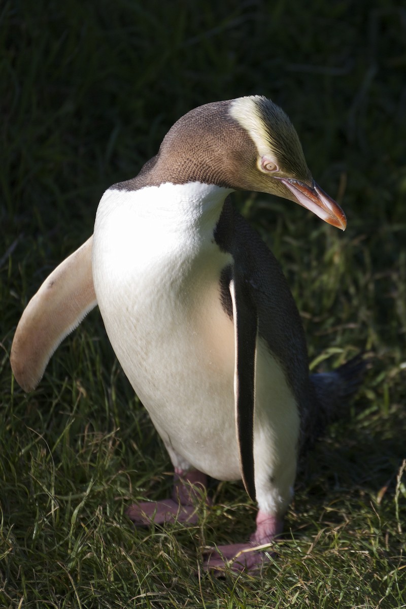 Pingüino Ojigualdo - ML54339421