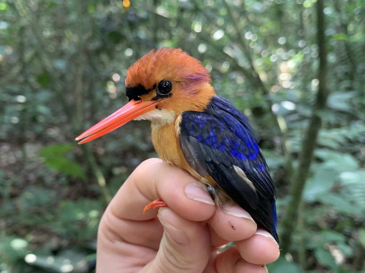 African Dwarf Kingfisher - ML543396791