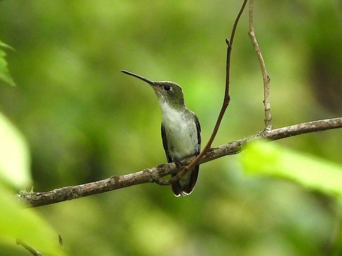 White-bellied Hummingbird - Barry Reed