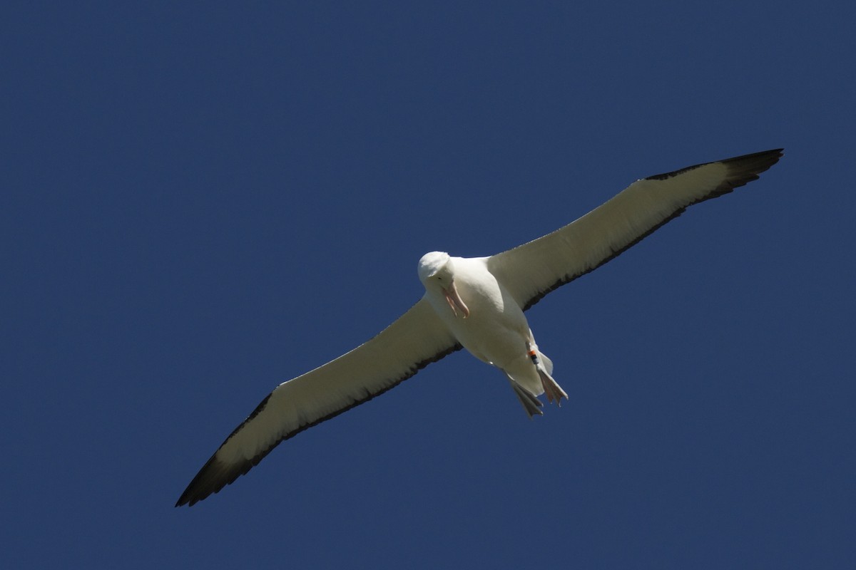 Albatros Real del Norte - ML54339741