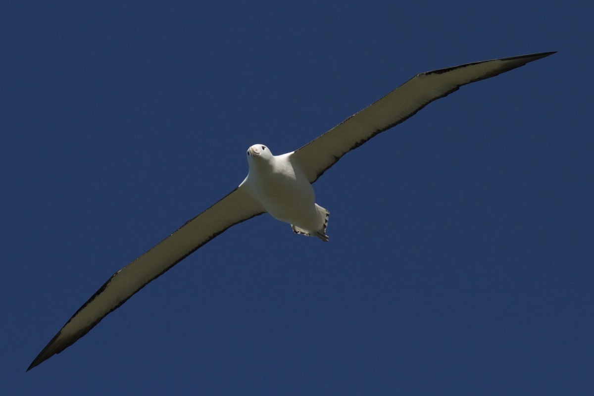 Albatros Real del Norte - ML54339751