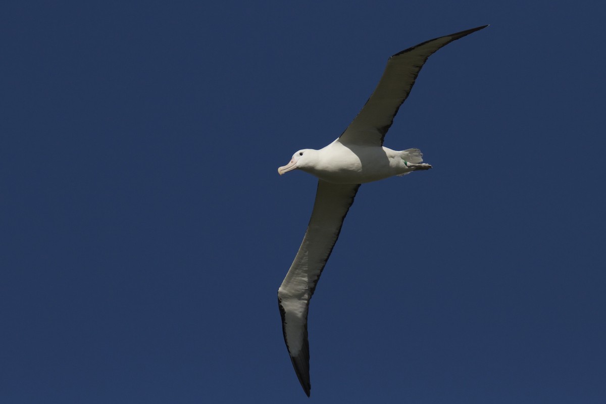 Northern Royal Albatross - ML54339761