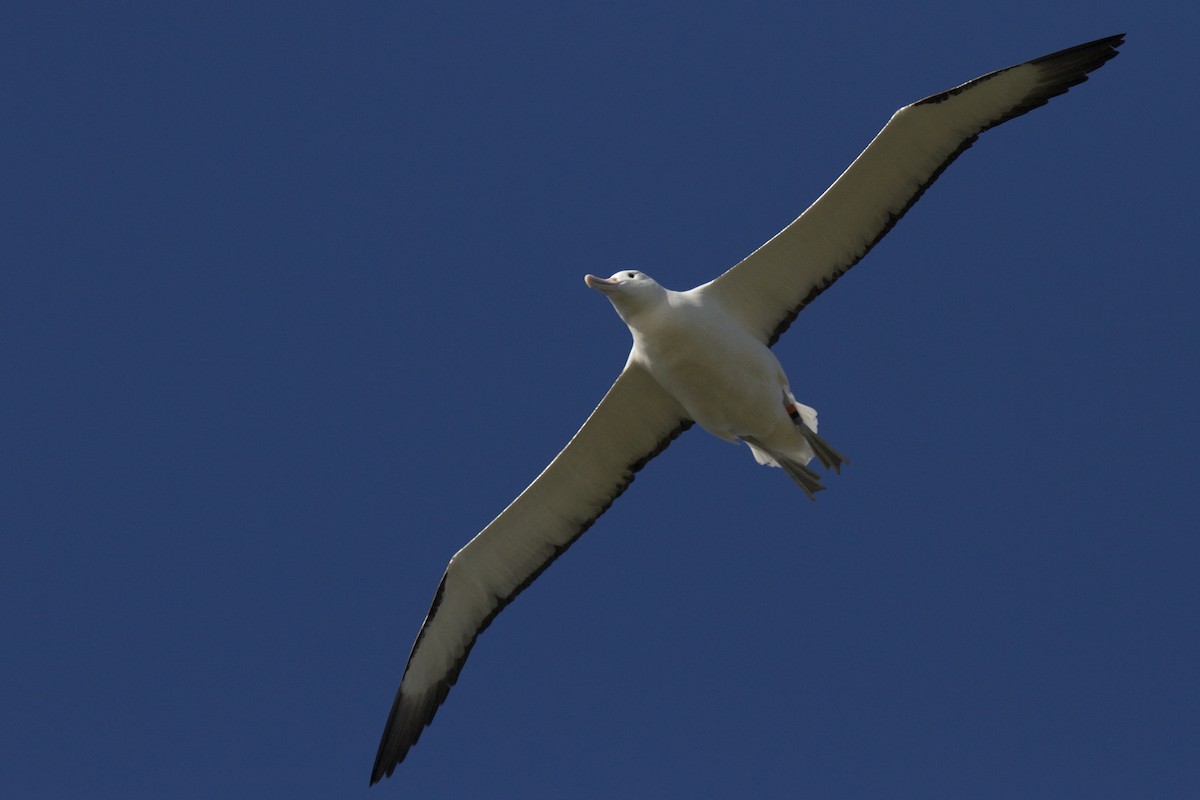 Northern Royal Albatross - ML54339771