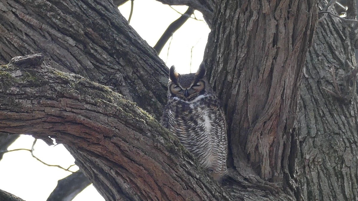Great Horned Owl - Avery Fish
