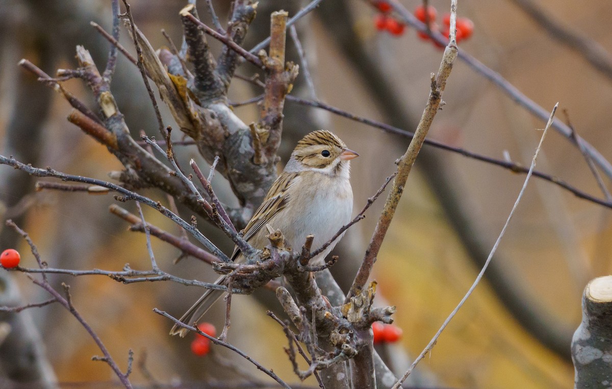 Clay-colored Sparrow - ML543399851