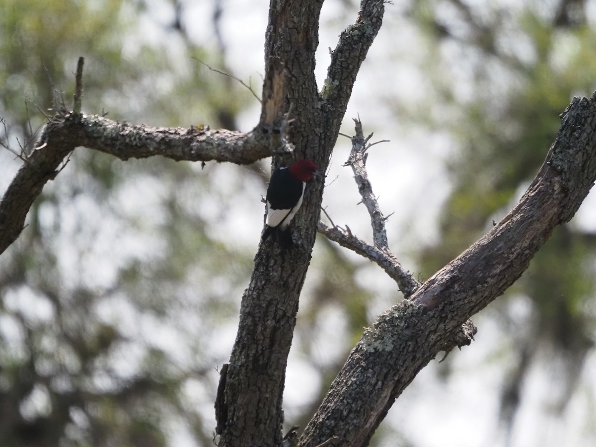 Red-headed Woodpecker - ML543400841