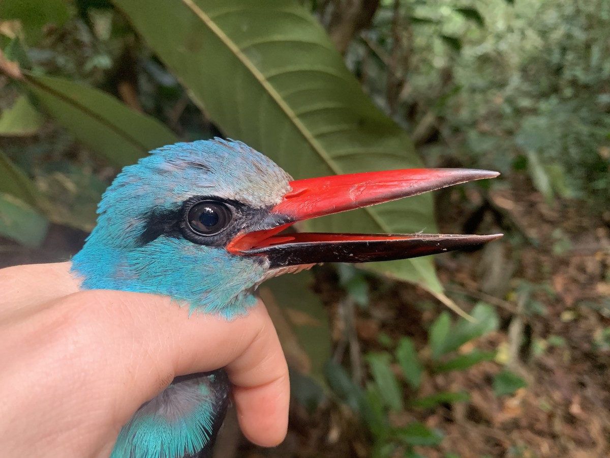 Blue-breasted Kingfisher - ML543401881