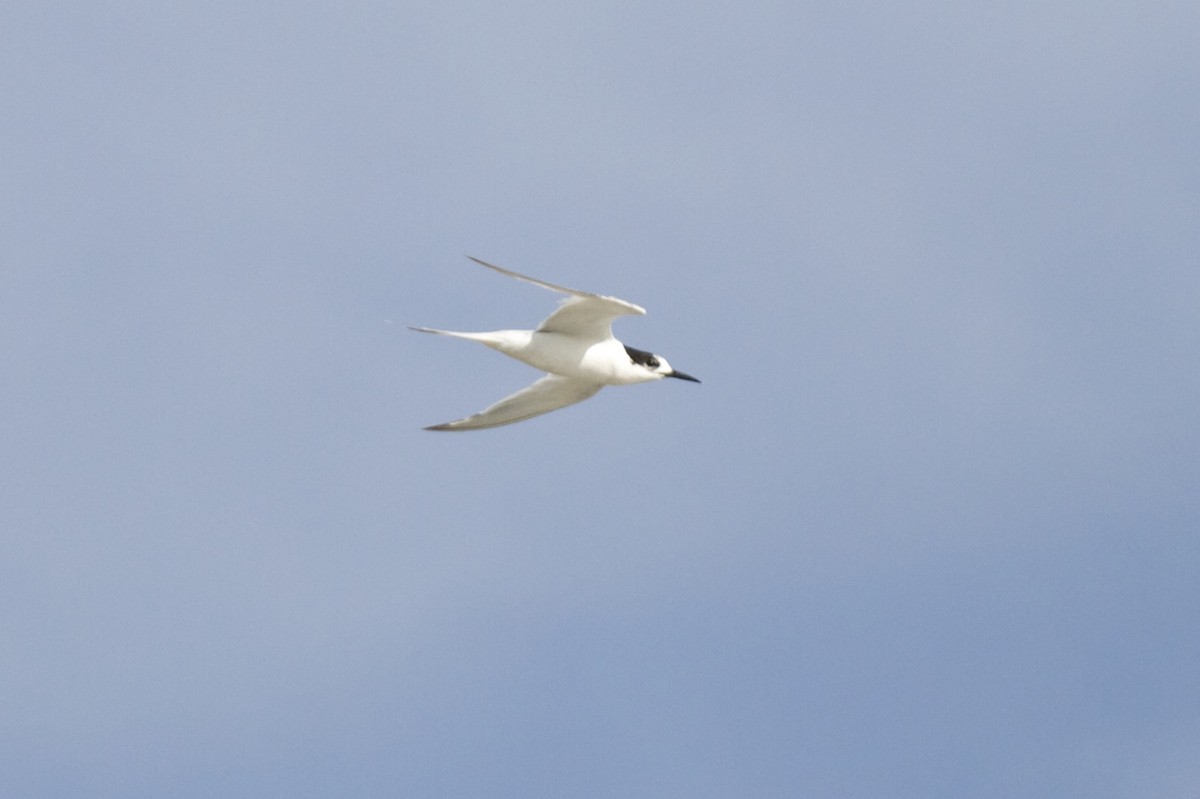 White-fronted Tern - ML54340581