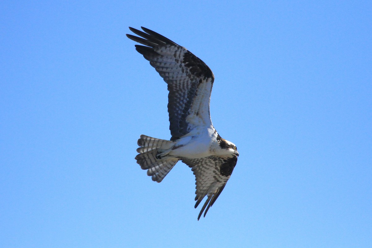 Osprey - ML543406761