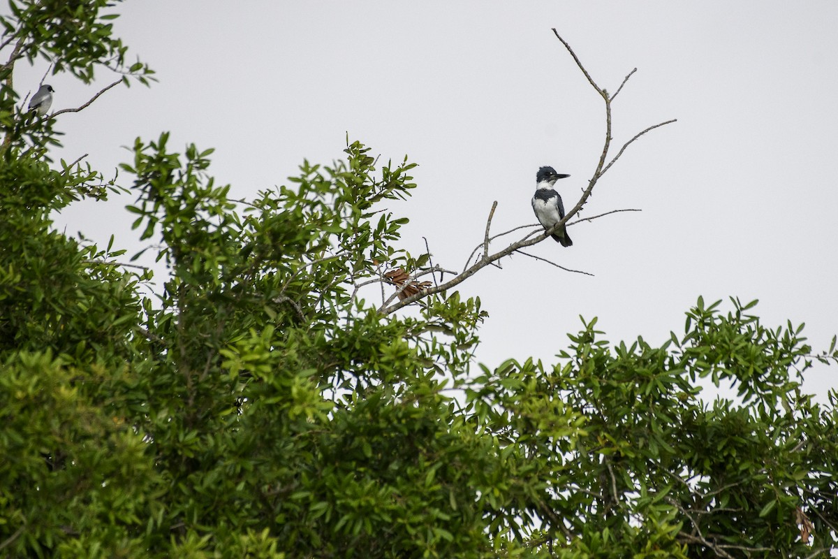 Belted Kingfisher - ML543416241