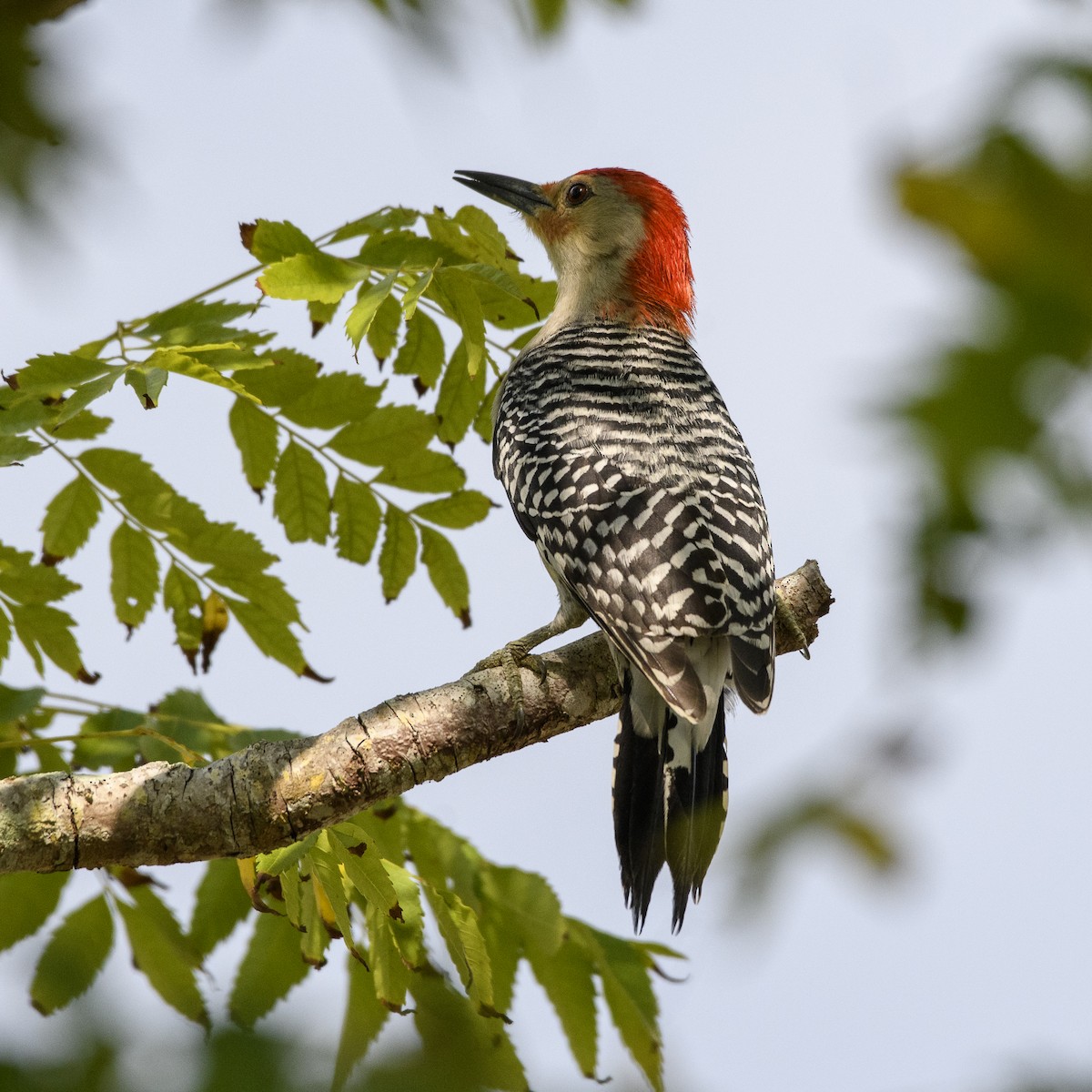 Red-bellied Woodpecker - ML543416401