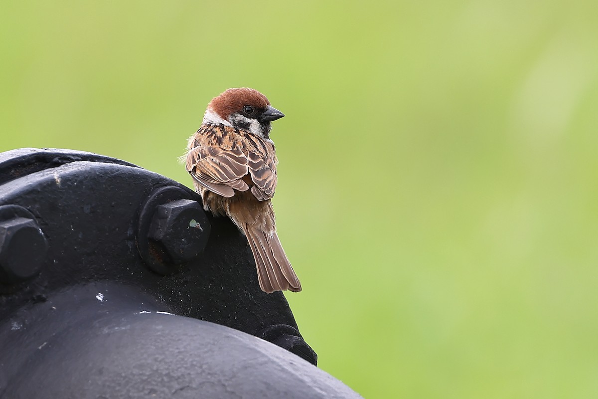 Eurasian Tree Sparrow - ML543421761