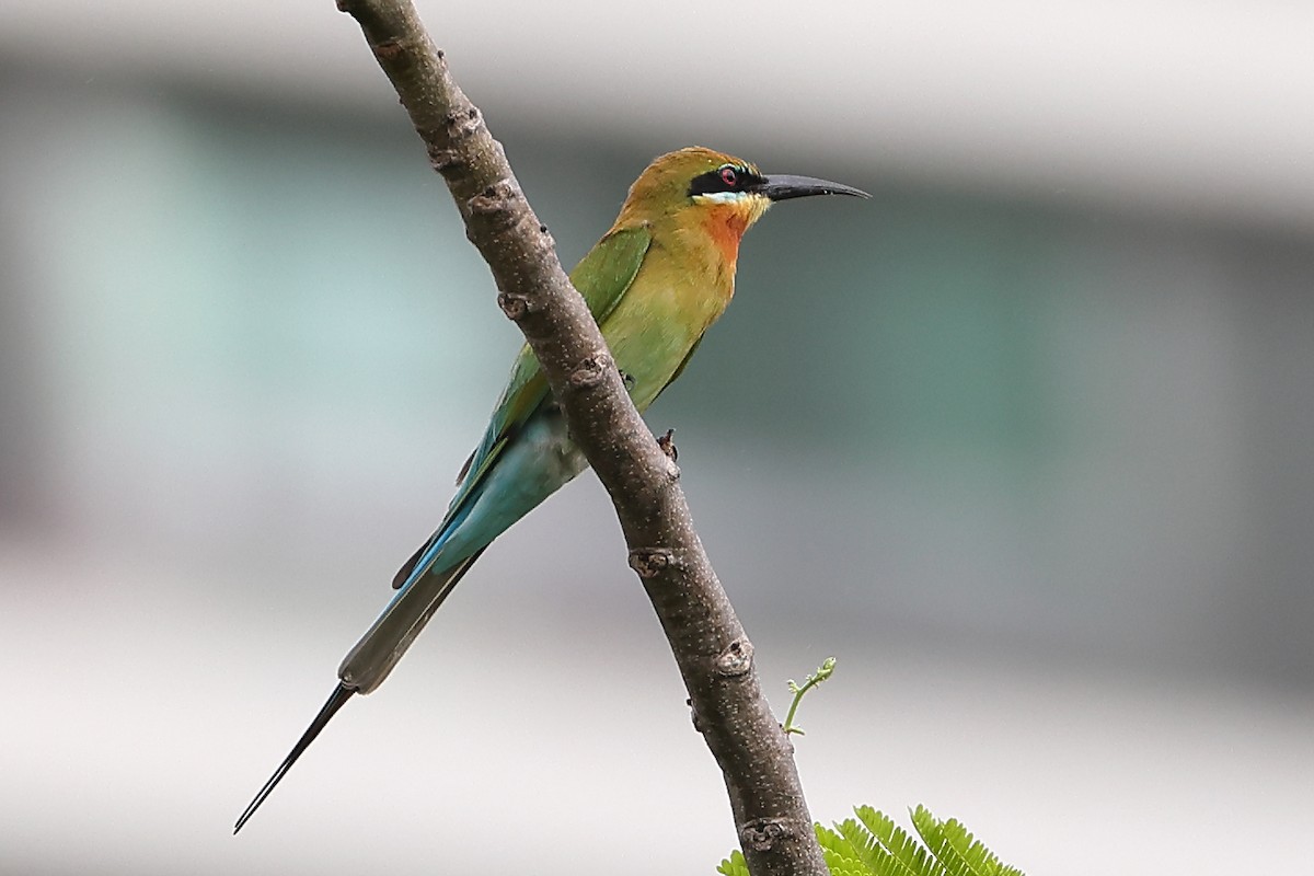 Blue-tailed Bee-eater - ML543422791