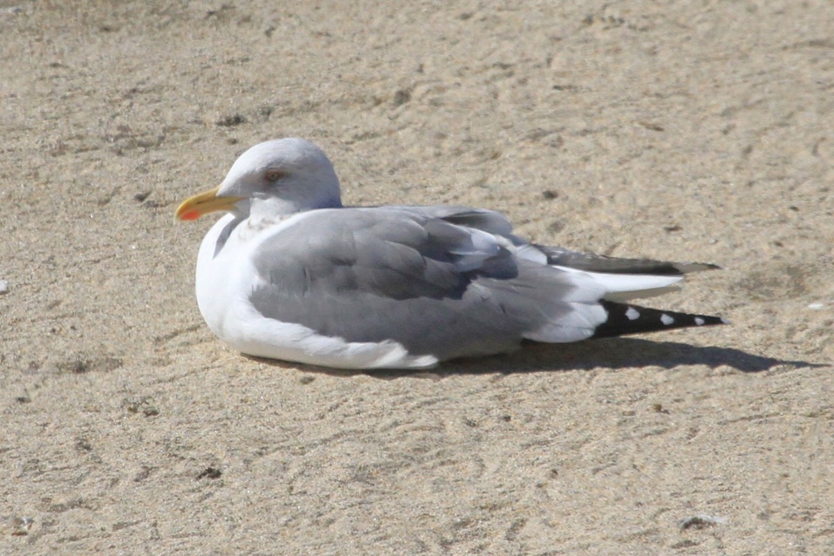 Herring Gull (Vega) - ML543423281