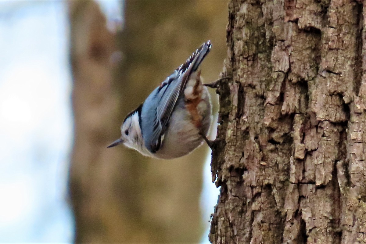 White-breasted Nuthatch - Pat Sterbling