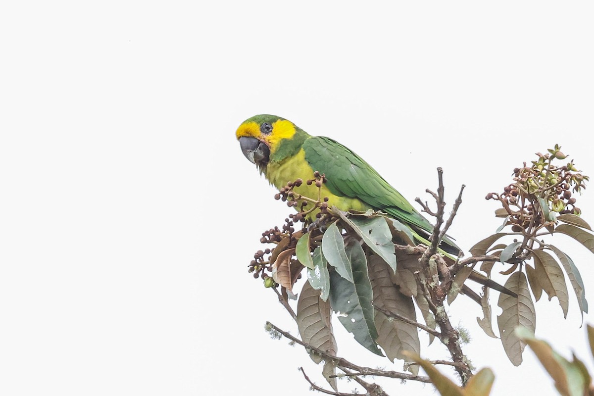 Yellow-eared Parrot - ML543427581