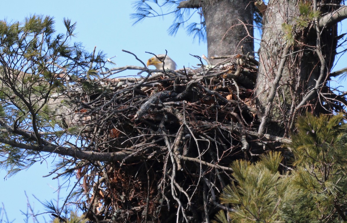 New York Breeding Bird Atlas Checklist - 8 Mar 2023 - Tanglewood ...