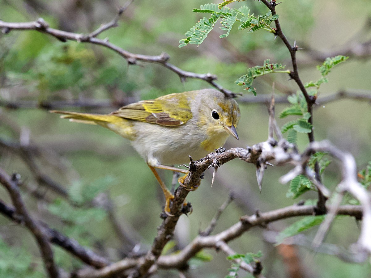Yellow Warbler (Golden) - Glenda Tromp