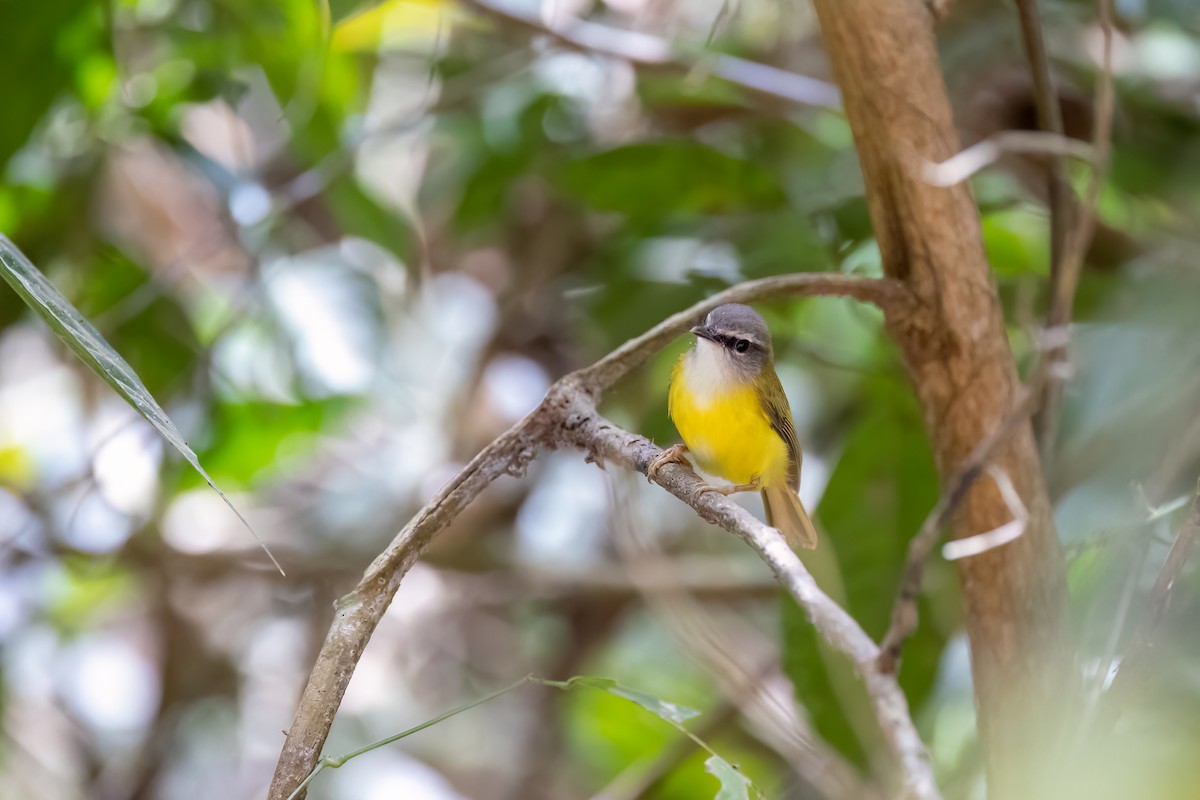 Yellow-bellied Warbler - ML543429271