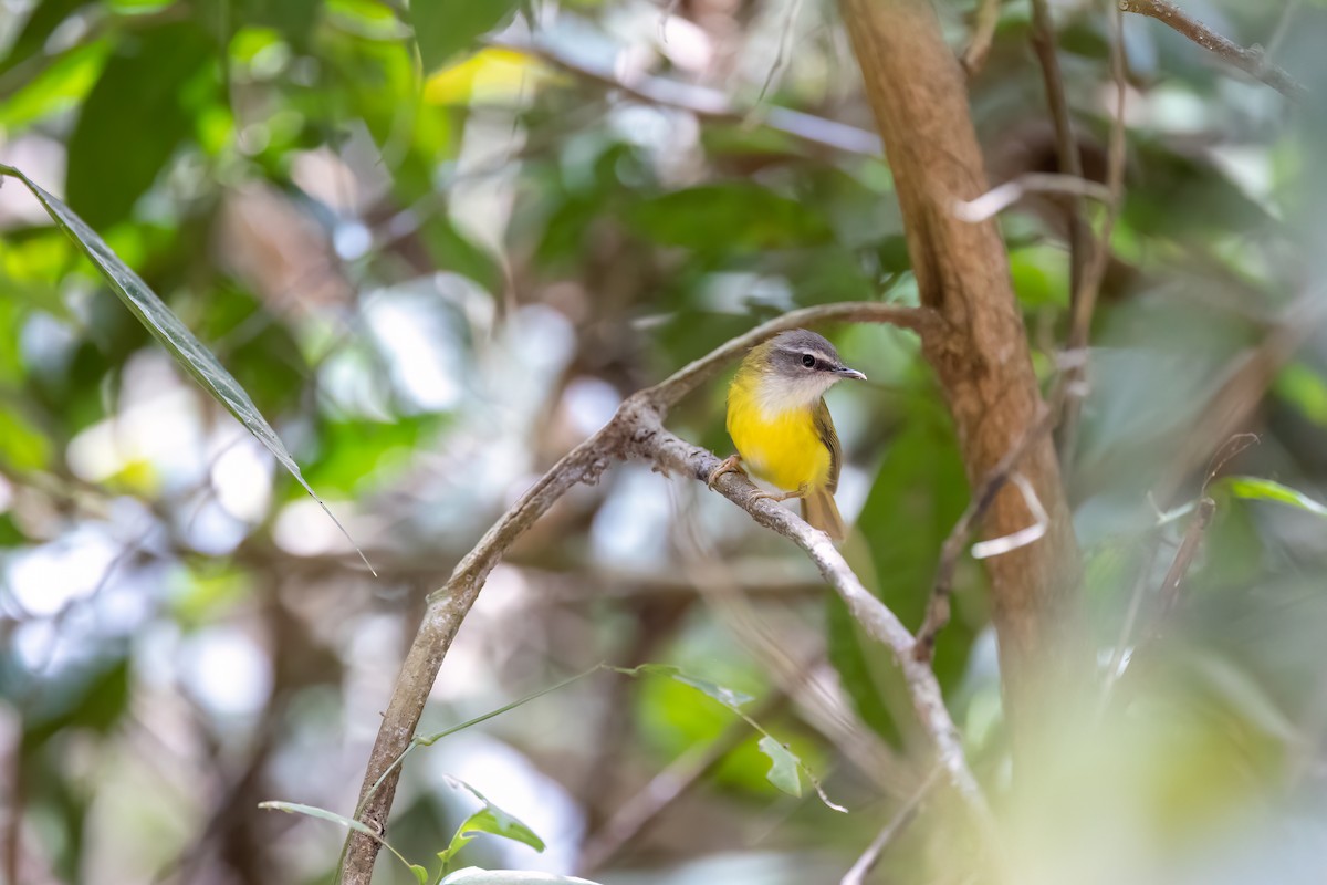 Yellow-bellied Warbler - ML543429431
