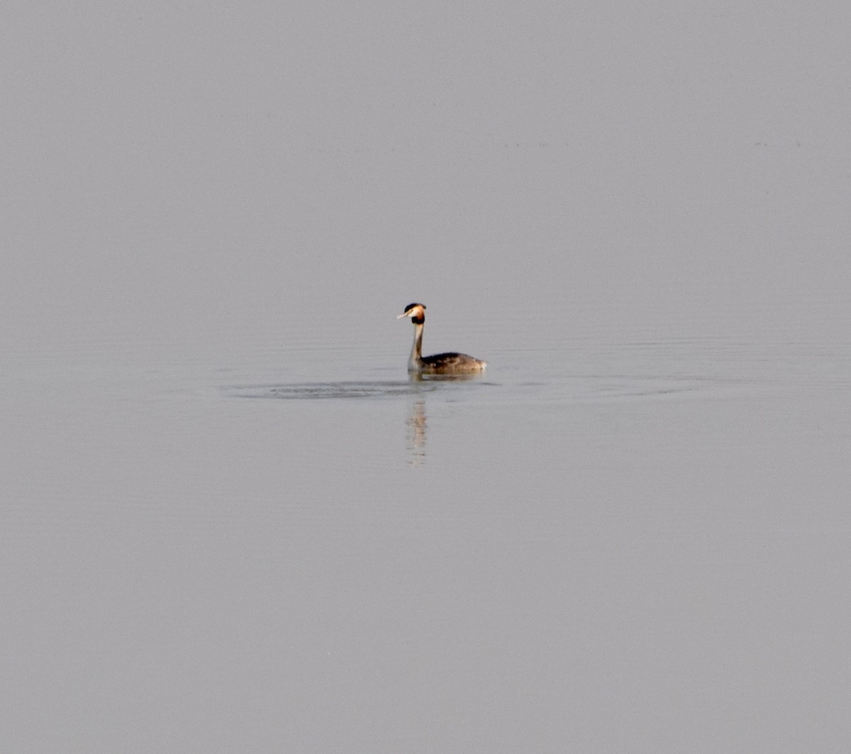Great Crested Grebe - ML54343231