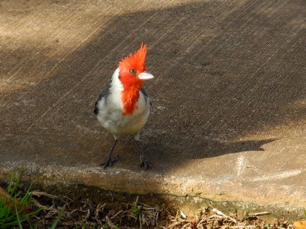 Red-crested Cardinal - ML54343861