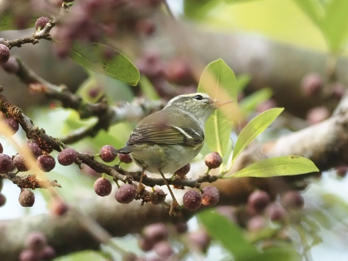 Yellow-browed Warbler - ML543440481