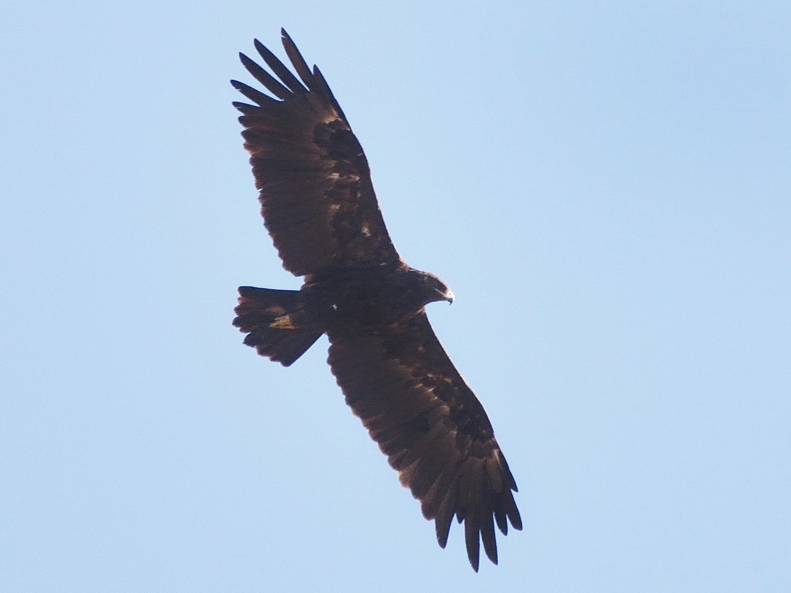 Greater Spotted Eagle - Sanjay Malik