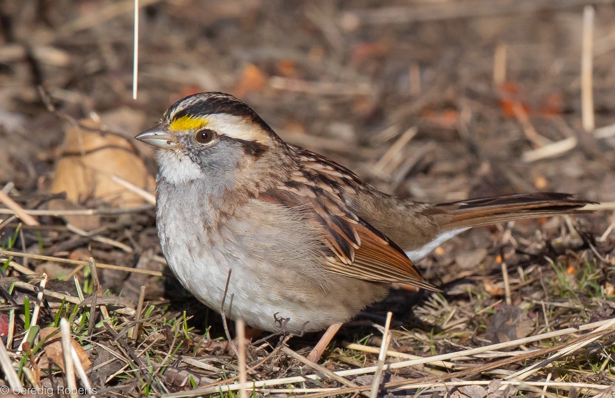 White-throated Sparrow - ML543441251