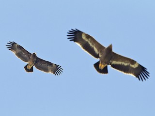 Immature (with Steppe Eagle) - Omar alshaheen - ML54344131