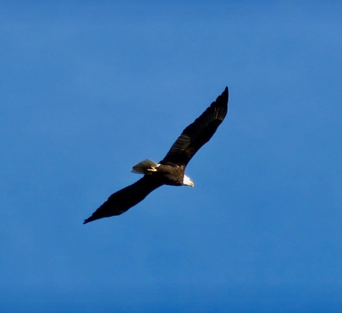 Bald Eagle - fulvio montanari