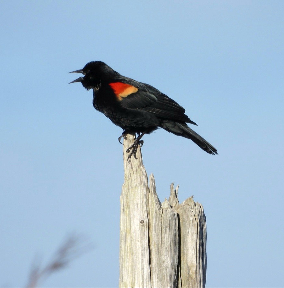 Red-winged Blackbird - ML543443561