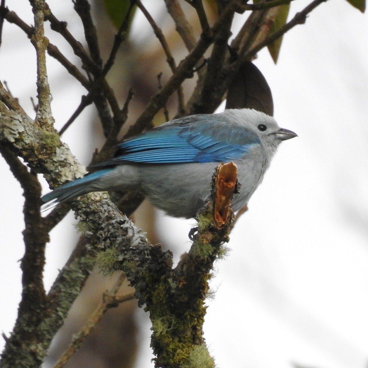 Blue-gray Tanager - ML543451021