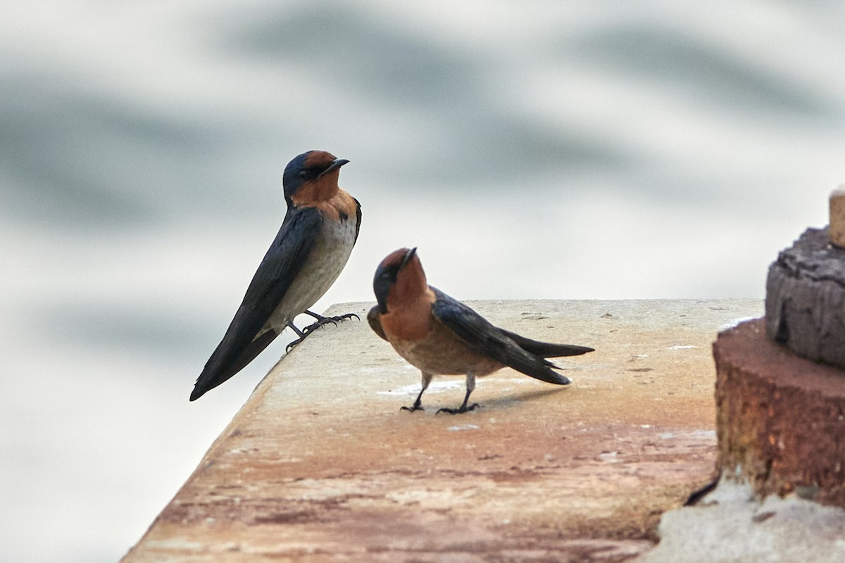 Pacific Swallow - ML543451251