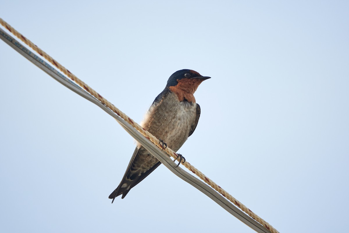 Pacific Swallow - ML543451271
