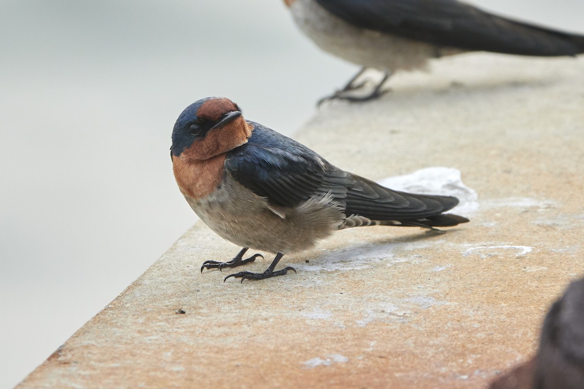 Pacific Swallow - ML543451281