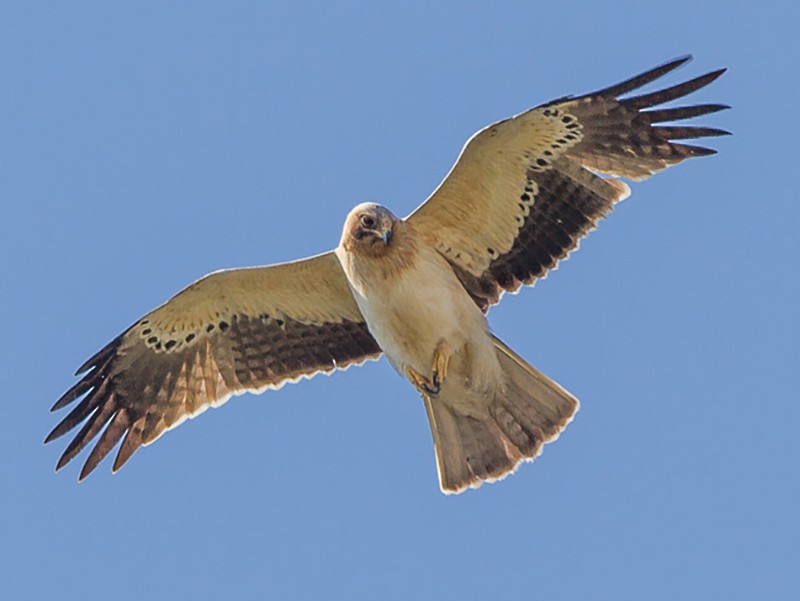 Booted Eagle Dark