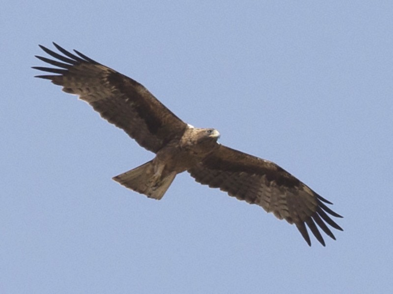 Booted Eagle - Omar alshaheen