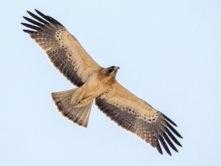 Booted Eagle - Hieraaetus pennatus - Birds of the World