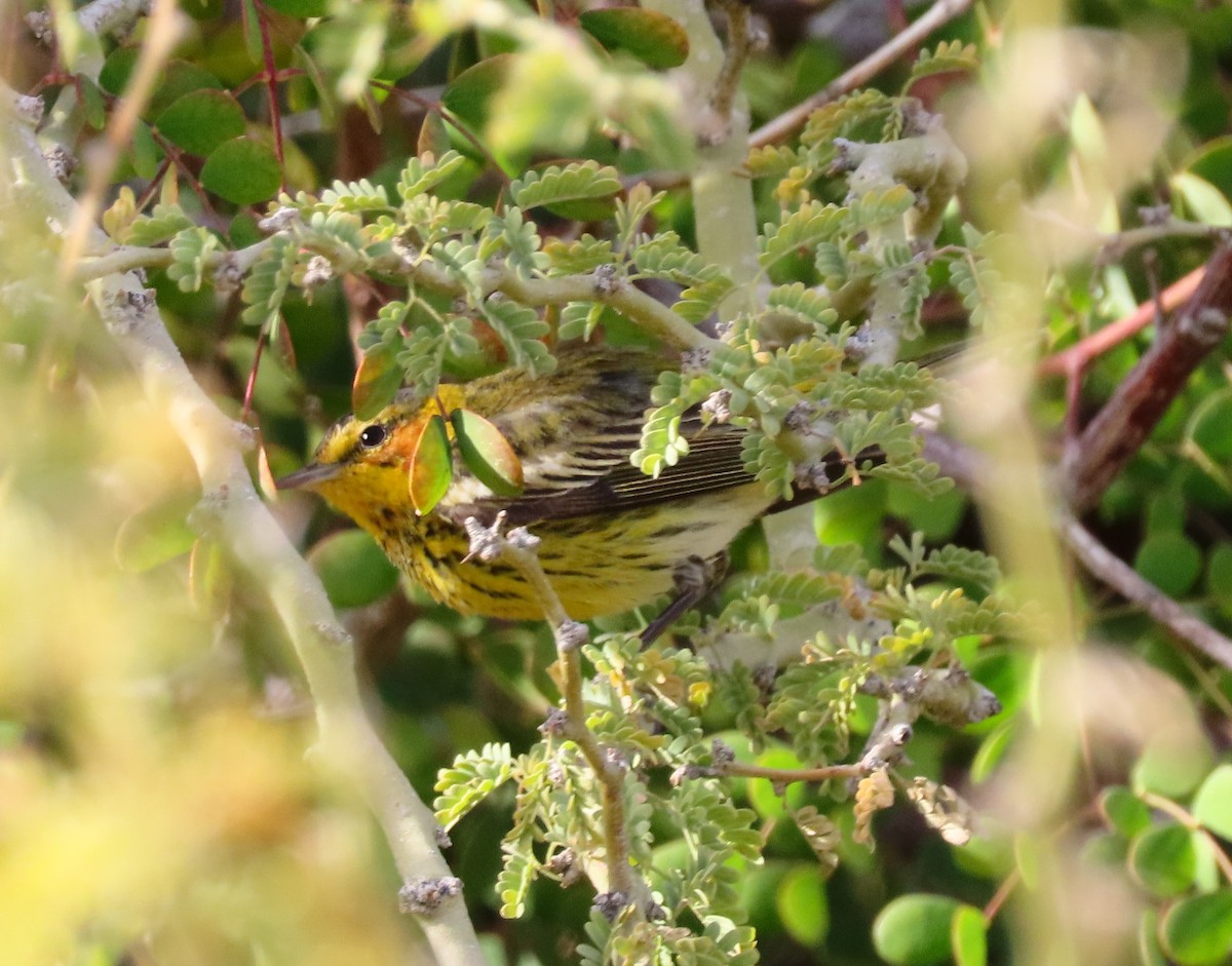 Cape May Warbler - ML543452441